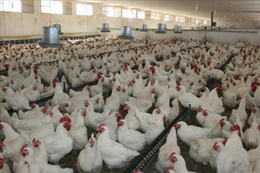 عمده مرغداری های اردبیل آنتی بیوتیک مصرف می کنند