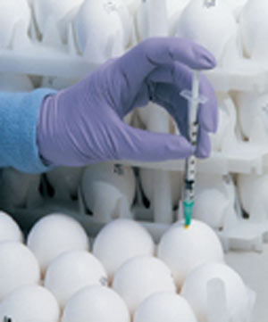 پروژه تولید تخم مرغ اس پی اف در موسسه رازی کرج افتتاح می شود