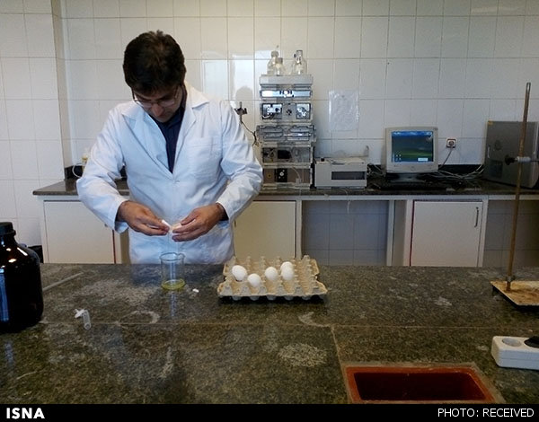 تولید تخم‌مرغ‌ با سطح بالای اسید فولیک توسط محققان دانشگاهی