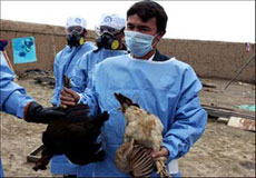 شیوع آنفلوآنزای پرندگان در زمان غیرفصل یک هشدار است