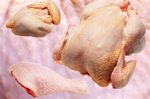 مرغ هورمونی نداریم/عرضه مرغ‌های بدون آنتی‌بیوتیک به نام ارگانیک