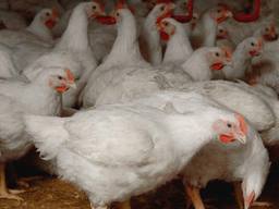 مشاهده ویروس آنفلوآنزای مرغی در غرب انگلیس