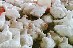 شایعات آنفلوآنزایی مانع افزایش صادرات مرغ/ عراق پا پس کشید