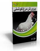 اصول پرورش مرغ گوشتی