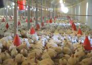 بهره برداری از واحد مرغ گوشتی در جنوب سیستان وبلوچستان