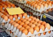 صادرات تخم مرغ از لارستان فارس به عراق آغاز شد