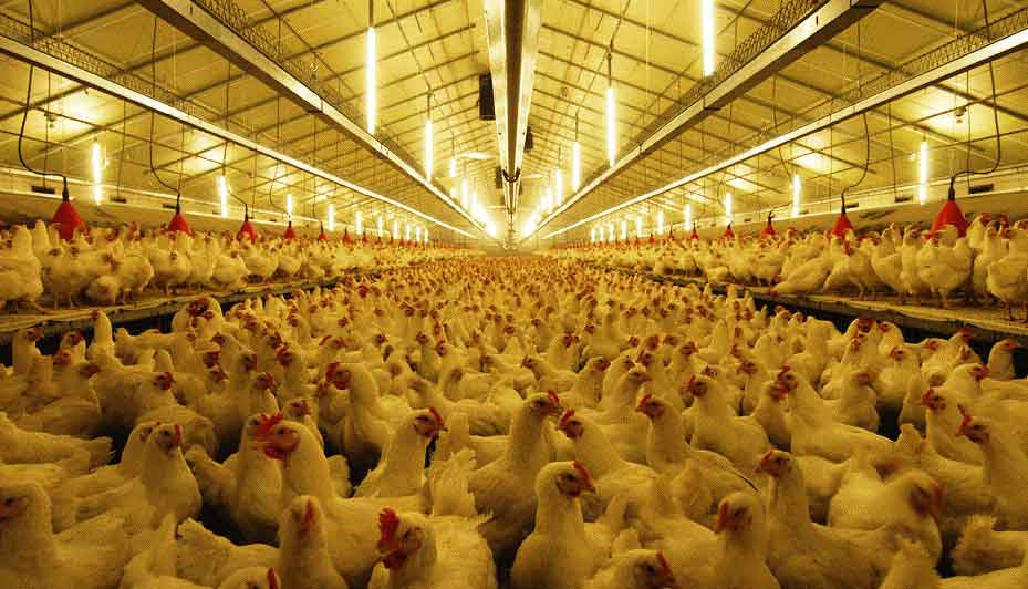 راهکار مشکلات مرغداران هنوز نپخته است/ حدود 50 درصد مرغ گلستان در قالب زنجیره تولید