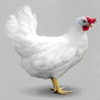 پلمپ مراکز عرضه مرغ زنده در کهگیلویه و چرام جدی گرفته نشده است