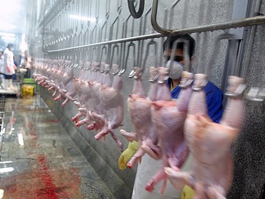 تولید بیش از 100 هزار تن گوشت مرغ در کشتارگاه‌های خراسان رضوی