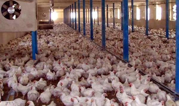 کشتار ۲۵ درصد گله مرغ لاین کشور بر اثر آلودگی