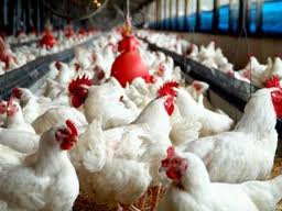 بهره برداری از کارخانه تولید مرغ و تخم مرغ