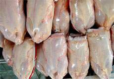 مجوزی برای تولید مرغ ارگانیک در کشور صادر نمی‌شود