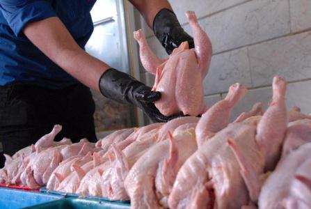 افزایش قیمت مرغ در ساری