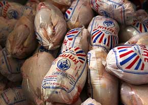 تولید بیش از 500 تن مرغ منجمد در سطح کشتارگاه‌های طیور شهرستان قزوین