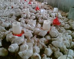انتقاد از افزایش قیمت دان در بازار/ با کاهش تولید مرغ مخالفیم