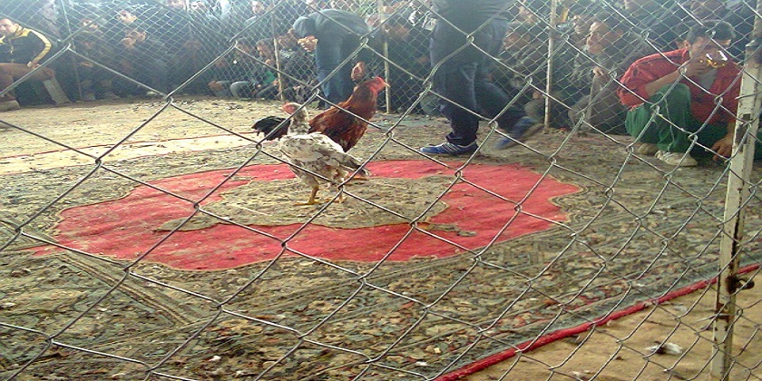 شرط‌بندی میلیونی روی خروس‌های جنگی