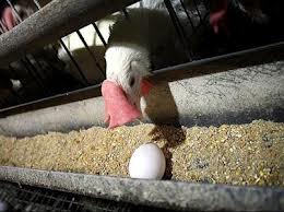 خسارت ۳۵۰ میلیارد تومانی به صنعت مرغ تخم‌گذار در سال گذشته
