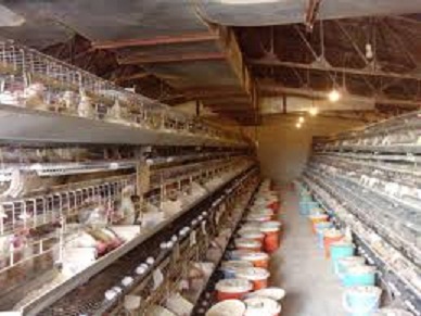 صادرات 63 هزار تن مرغ و تخم مرغ به خارج کشور