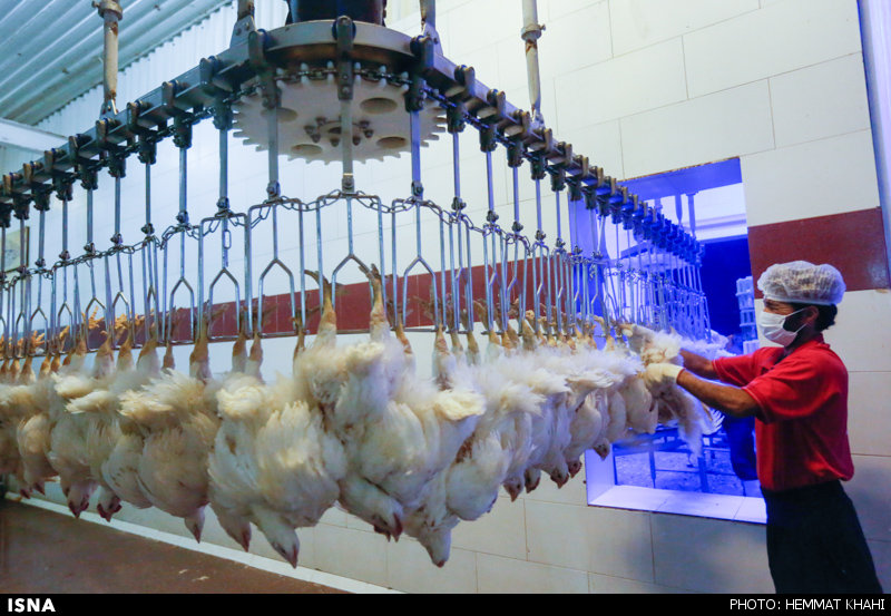 راه اندازی سیستم تصفیه خانه کشتارگاه مرغ ویژه در منطقه آزاد ماکو