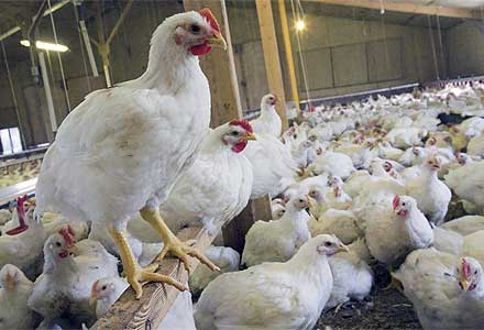 وجود ۱۲ هزار و ۵۷۳ واحد مرغداری فعال در سال ۱۳۹۴/ تولید ۲ میلیون تن مرغ زنده در سال ۱۳۹۳