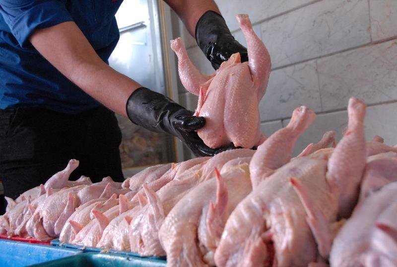 ۹۵ درصد مرغ های کشتار شده در کرمان فاقد آنتی بیوتیک است