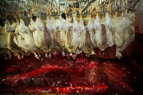 تکمیل زنجیره تولید مرغ در ایلام با افتتاح کشتارگاه بزرگ طیور آبدانان
