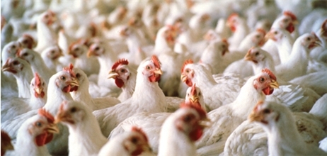 40 درصد ظرفیت مرغداری‌های مازندران بلا استفاده مانده است