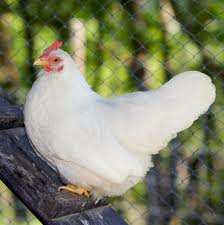 ضرورت جلوگیری از فروش مرغ زنده در مازندران