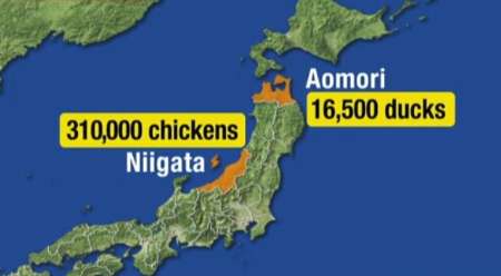 معدوم کردن هزاران قطعه ماکیان آلوده به آنفلوآنزا در ژاپن