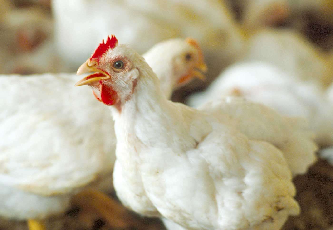 صرفه‌جویی ۷۵۹ میلیارد تومانی با اجرای طرح کاهش سن و وزن کشتار مرغ