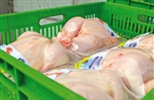 مرغ منجمد برای جلوگیری از افزایش قیمت وارد بازار می شود