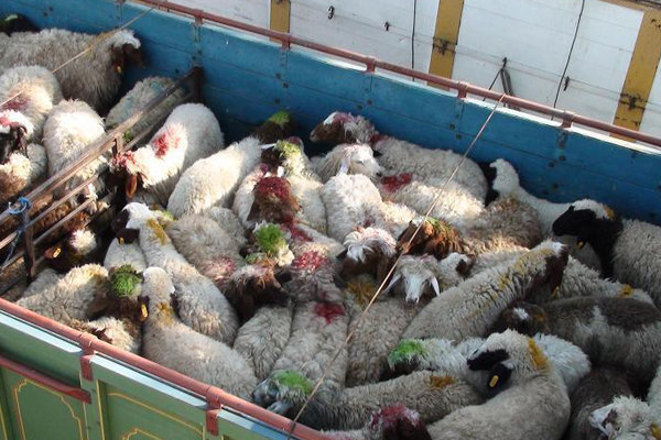 ۱۱۸ راس گوسفند فاقد مجوز حمل بهداشتی در سرخه توقیف شد
