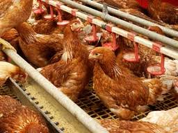 افتتاح یک واحد پرورش مرغ گوشتی در راور