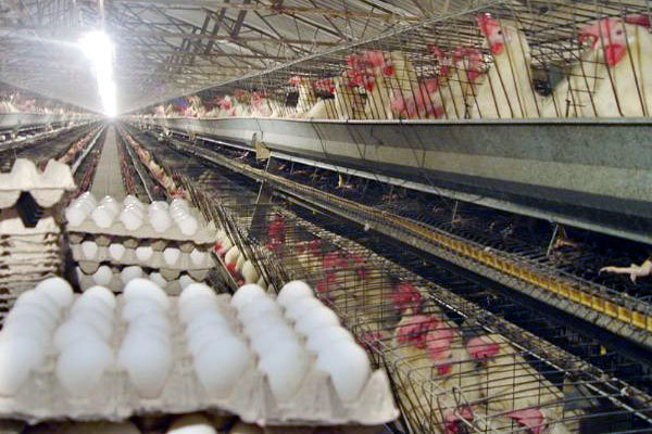 کاهش قیمت تولید محصولات مرغداری در بهار امسال نسبت به زمستان ۹۵