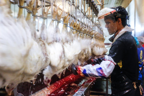 پساب کشتارگاه مرغ 950 قطعه ماهی را کشت