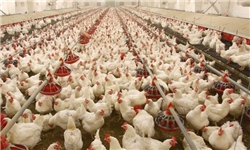 دستور رسیدگی فوری به مشکلات مرغداران/ ۸۰۰ تن گوشت مرغ مازاد تولیدکنندگان خریداری می‌شود