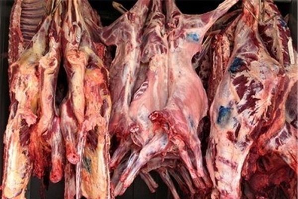 ۱۳۵ کیلوگرم گوشت غیر بهداشتی در تاکستان کشف شد