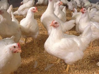 شناسایی اولین کانون ابتلا به ویروس آنفلوانزای فوق حاد پرندگان