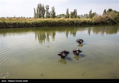 به مناسبت روز جهانی تالاب ها