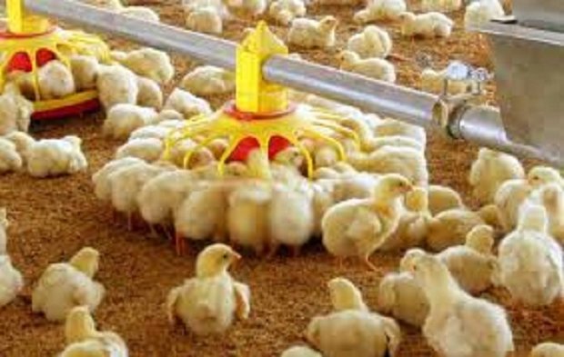 جوجه ریزی مزارع تخمگذار خراسان جنوبی ۱۳ درصد افزایش یافت