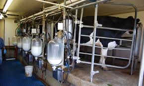 فروش هر لیتر شیر برای دامدار حداقل ۵۰۰ تومان ضرر دارد