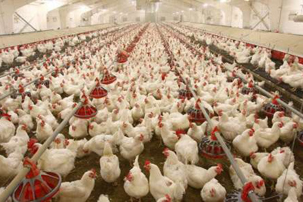 تحولات بازار محصولات پروتئینی در نوروز/نرخ مرغ به ۸۸۰۰تومان رسید