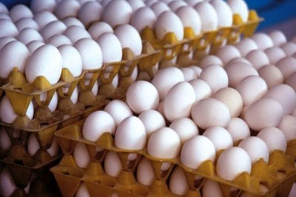 بازار تخم مرغ تحت تاثیر نوسانات ارز
